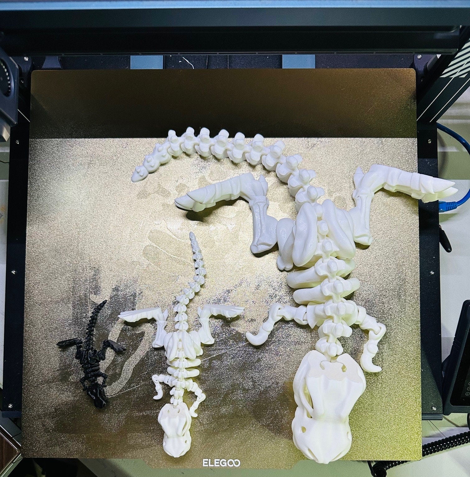 Flexi Rexi Skeleton